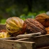 La tonelada de cacao bajó a $ 8.320