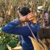 Empresas están interesadas en adquirir maíz duro de la Amazonía