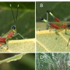 Especie de colorido saltamontes fue hallada en Morona Santiago