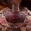 La tortuga matamata lidera lista de los 10 anfibios y reptiles más raros del Ecuador 