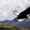 Cóndor fue liberado en Azuay tras recuperarse de disparos