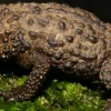 Nueva especie de sapo fue descubierta en Tungurahua
