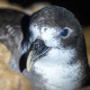 Preparan un nuevo protocolo de monitoreo de petreles de Galápagos, ave con futuro incierto