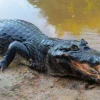 Tres años de prisión para dos personas por atentar contra fauna en Ecuador