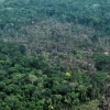 La deforestación ha acabado con 12,5 % de la vegetación de la Amazonía 