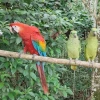 10 aves fueron rescatadas en Joya de los Sacha