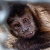 3 años de prisión por tener en su domicilio a un animal en peligro de extinción