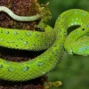 Un estudio detectó 66 especies de serpientes en Mera