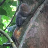 Una nueva especie de leoncillo fue descubierto en la Amazonía