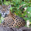 ‘Guardianes del Jaguar’ fue presentado para proteger al felino amazónico