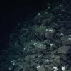 Expedición científica descubrió campo hidrotermal cerca de Galápagos