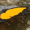 Pimpilala, el hogar de las mariposas en la provincia de Napo