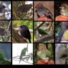 Ecuador registra 501 especies de aves en la cordillera del Kutukú