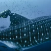 Marcan a diez tiburones ballena en Galápagos para seguirles el rastro