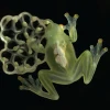 Tres nuevas especies de ranas de cristal registra Ecuador, pero la deforestación y contaminación están arrasando con este tipo de anfibios
