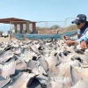 Perú incautó 1,3 toneladas de aletas de tiburón en Tumbes