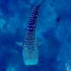 Localizan a doce nuevos ejemplares de tiburones ballena en las Galápagos 