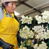 El sector florícola está preocupado por la falta de fertilizantes rusos