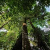 Sarayaku y las comunidades de la cuenca del Bobonaza intentan combatir al coronavirus con medicina ancestral