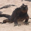 Galápagos experimenta signos de recuperación