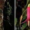Nueva especie de planta fue descubierta en Morona Santiago