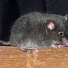Dos especies de ratón fueron bautizadas con nombres de Carapaz y Dajomes