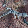 Científicos redescubrieron una salamanquesa en la isla Rábida