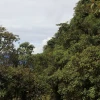 Zamora Chinchipe ha sufrido una reducción de su cubierta forestal 