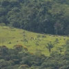 Colombia redujo 15 % la deforestación amazónica