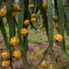 Precio de la pitahaya de Ecuador en emergencia por el coronavirus