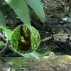 16 especímenes de fauna silvestre fueron liberados en Limoncocha