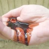 La sangre de drago, líquido milagroso ancestral