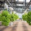 Las exportaciones de banano ecuatoriano se desaceleran