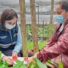 Ecuador batió récord de exportación de flores en temporada de San Valentín