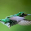 Especie de planta que atrae a colibríes fue descubierta en el Chocó Andino