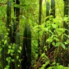 El Oro tiene 46 especies de pequeños mamíferos no voladores