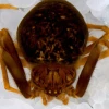 Nueva especie de araña fue descrita en el Yasuní