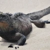 La convocatoria que destinará fondos de canje de deuda a Galápagos se abrió