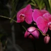 Orquídeas, un tesoro escondido en la Amazonía ecuatoriana 