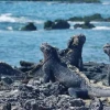 12,4 millones de dólares para la conservación marina de Galápagos  