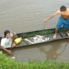Peces amazónicos, en peligro 