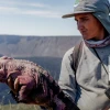 Expertos preparan proyecto de conservación de la iguana rosada en Galápagos