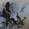 Logran extinguir un incendio forestal en la Reserva Ecológica Antisana
