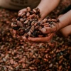 Los precios del cacao superan los $ 8.500 por tonelada
