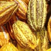 Ecuador se ubica entre los principales exportadores agrícolas de Sudamérica, impulsadas principalmente por el cacao