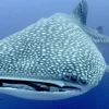 Convenio busca conservar al tiburón ballena en Galápagos 