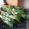 Ayampaco, una delicia shuar