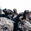 $ 3 millones de canje de deuda para proteger Galápagos fueron entregados