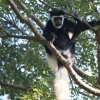 Los bosques tropicales están cambiando su temperatura