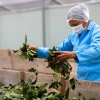 Ecuador oficializa subpartida arancelaria para la guayusa amazónica